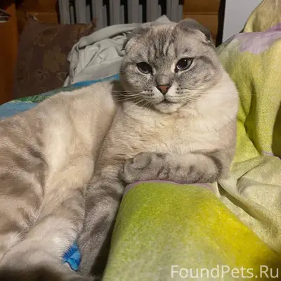Пропала вислоухая кошка, село Сылвенск