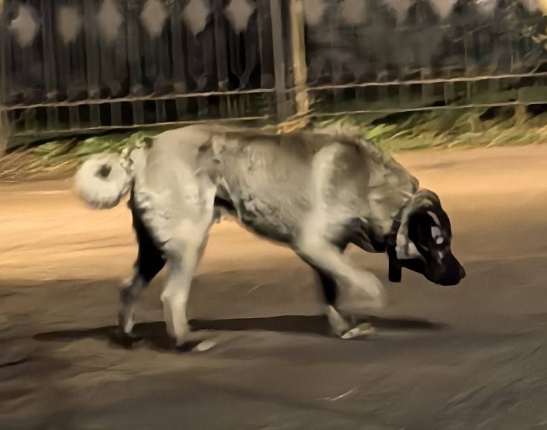 Найден Кангал/сао, Правдинский, Пушкино мо