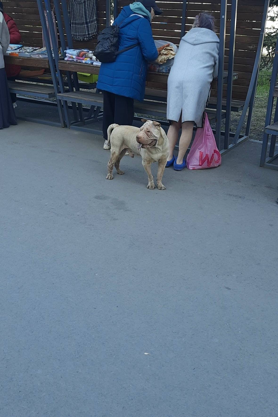 Пропал Шарпей, Вокзал