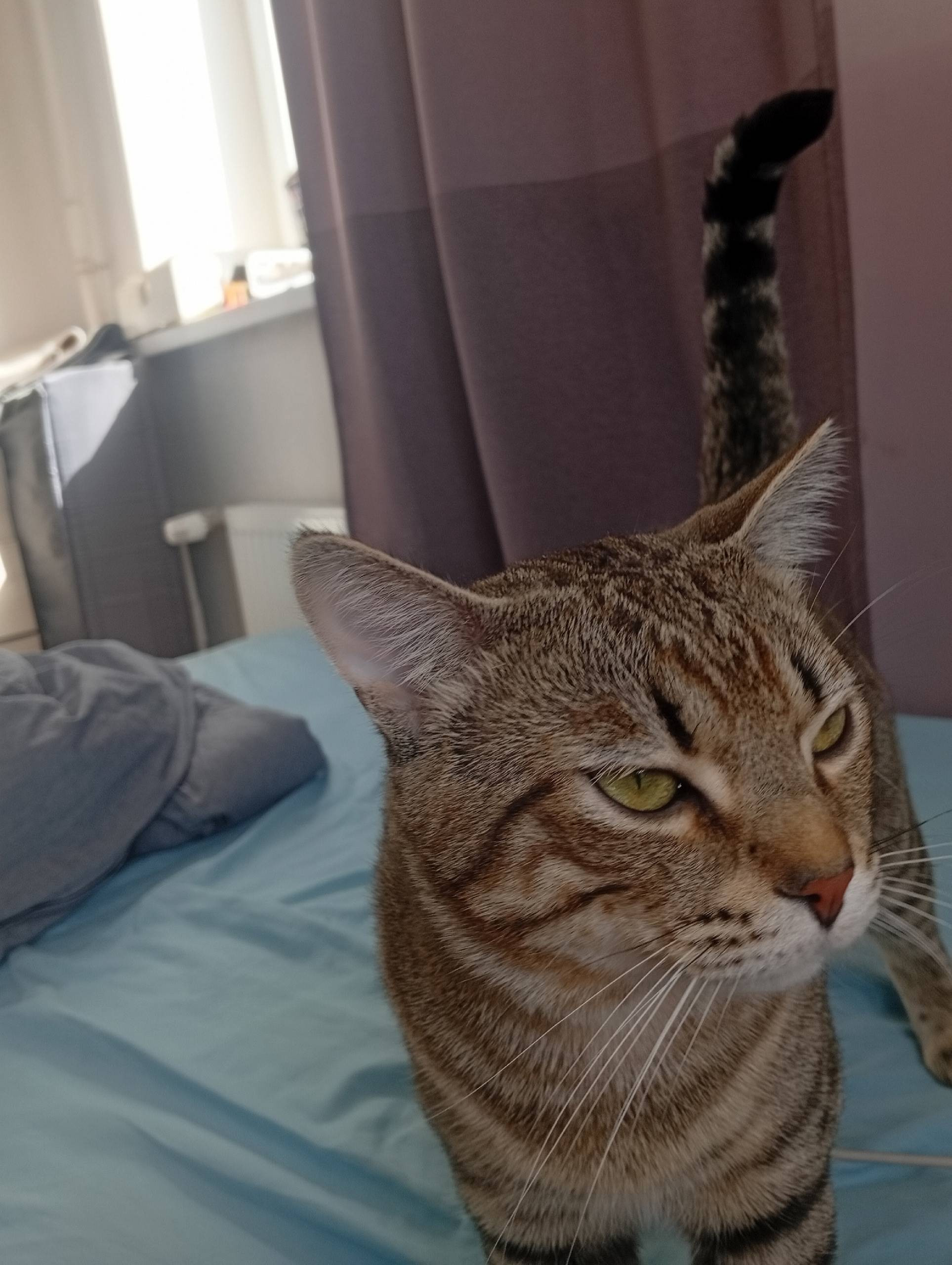 Пропал кот Ласковый Кот, ул. Фёдора Абрамова