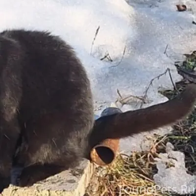 Пропал вислоухий кот Мау, район Сосенок