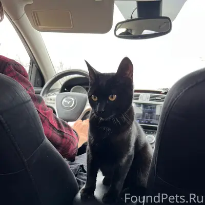 Пропал кот Чипса, клиника Пронина