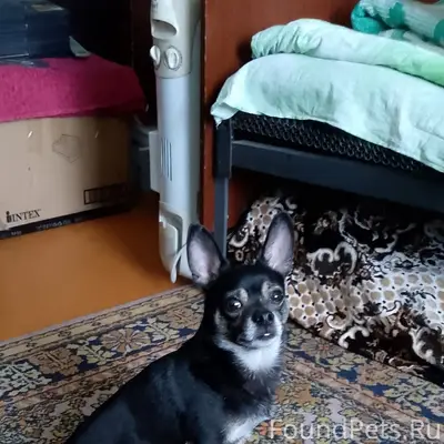 Пропал мальчик Тима, поселок