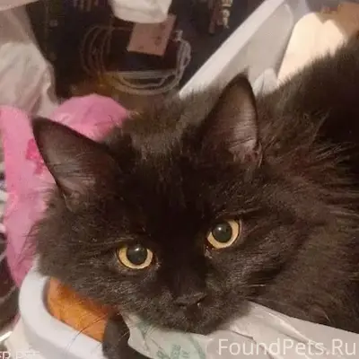 Пропала сибирская кошка Симка, район Ногина