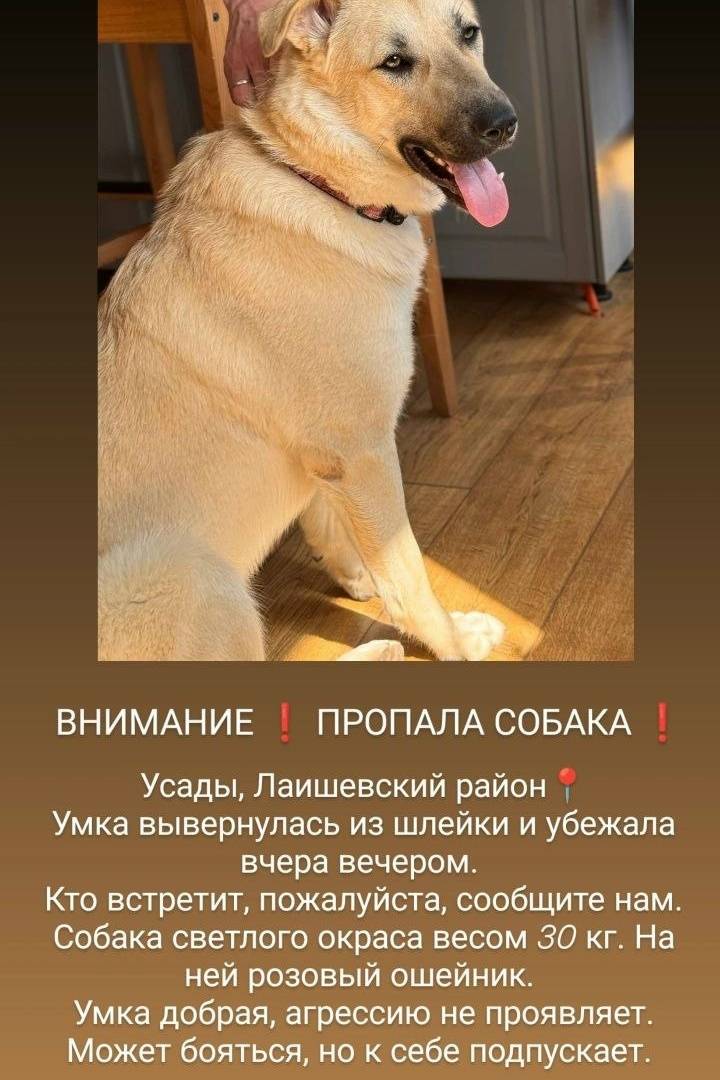 Пропала собака, Казань