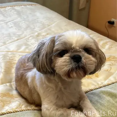 Пропал Тедди, Мончегорская 16А