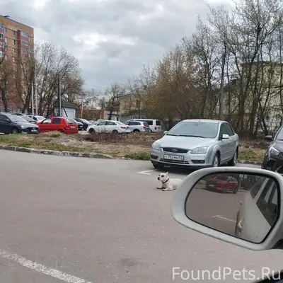 Найденна ясобака, ул. Профинтерна