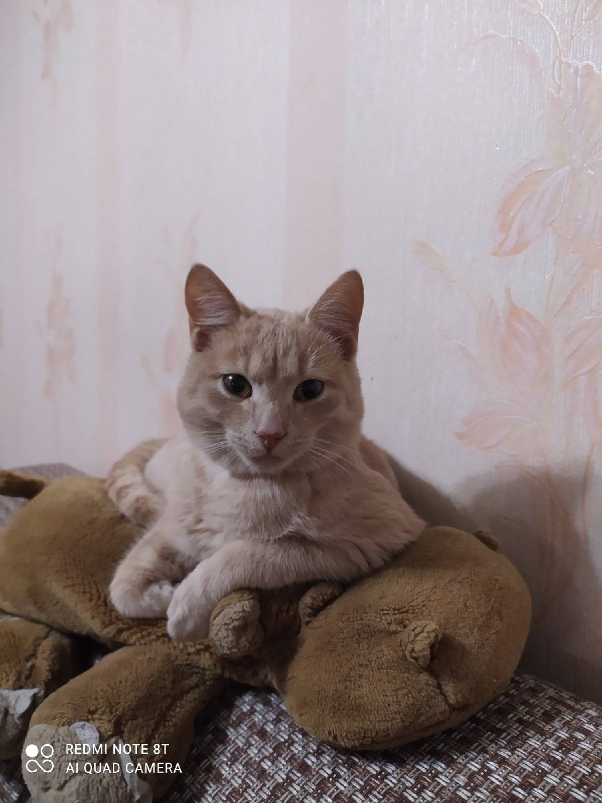 Пропал кот Яша