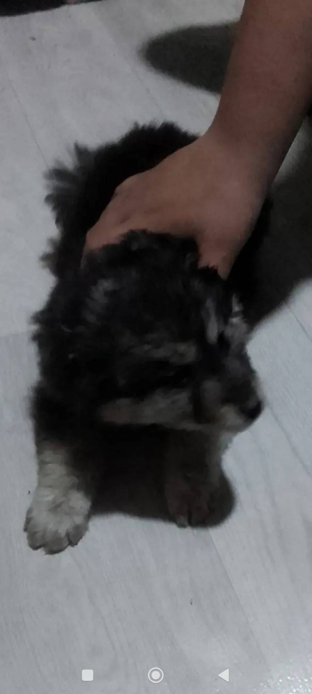 Найден щенок-девочка, район магазина «Маяк»