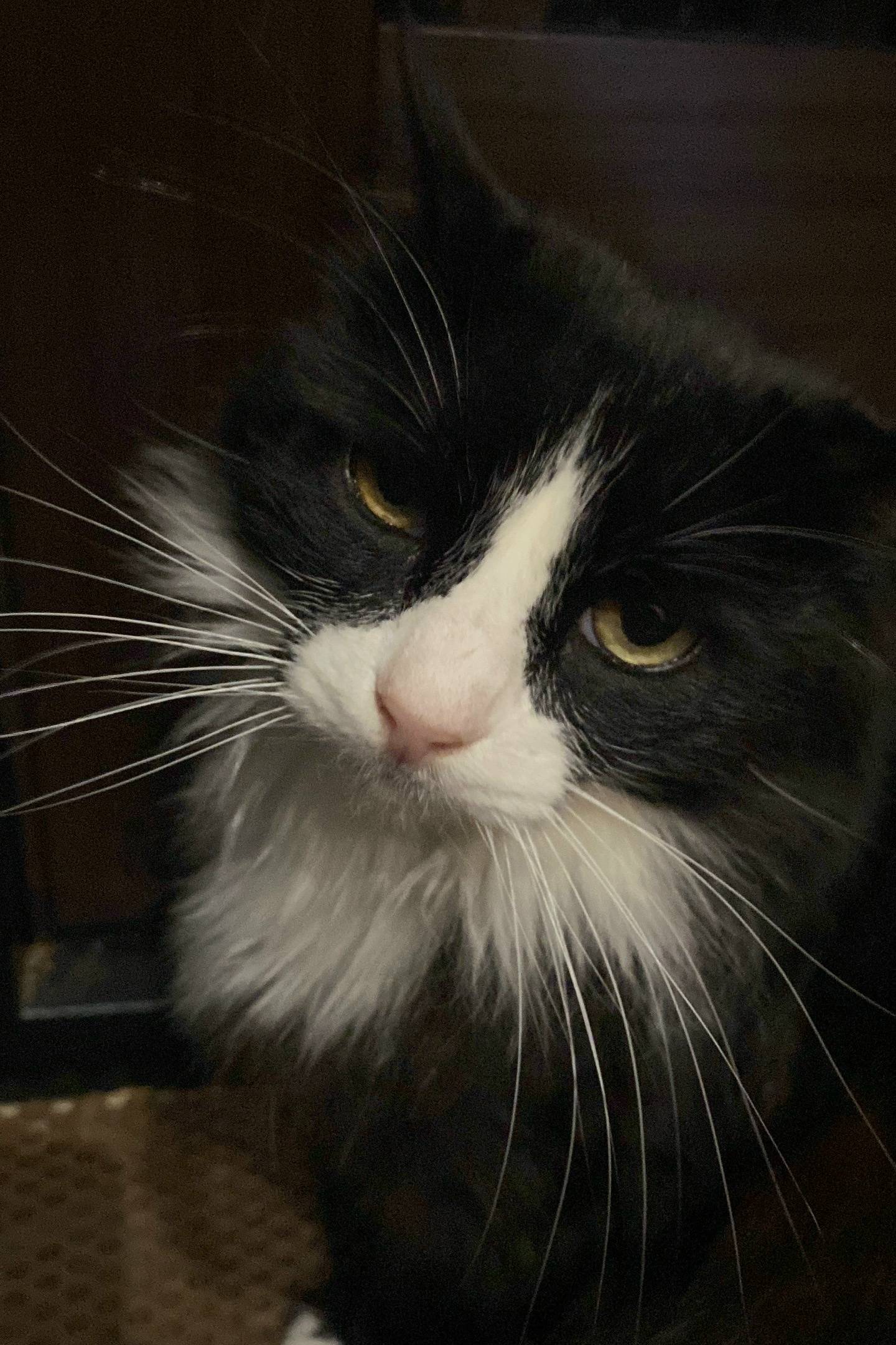 Пропал кот Сема, район старого Южного