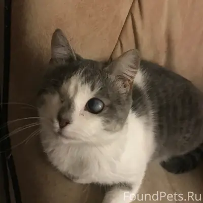 Пропал кот, 20 микрорайон