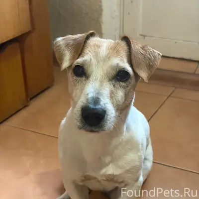 Найден тип собака, г. Минск