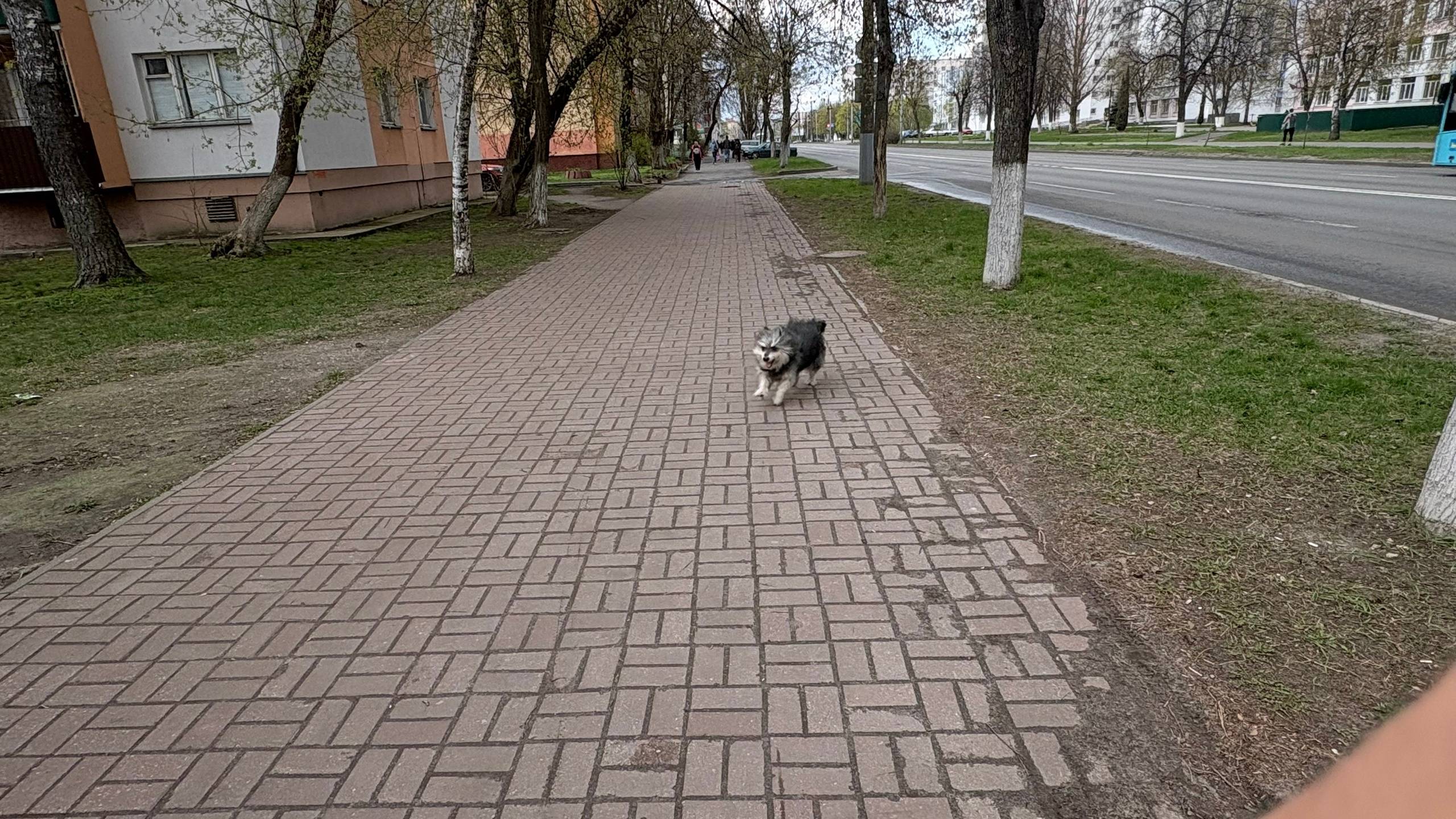 Пропала собака, проспект Октября