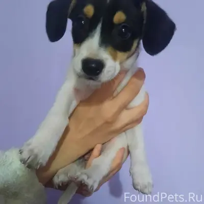 Найден щенок джек-расел терьер, ул. Осоавиахимовская