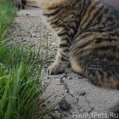 Пропала кошка Буся, Суходол