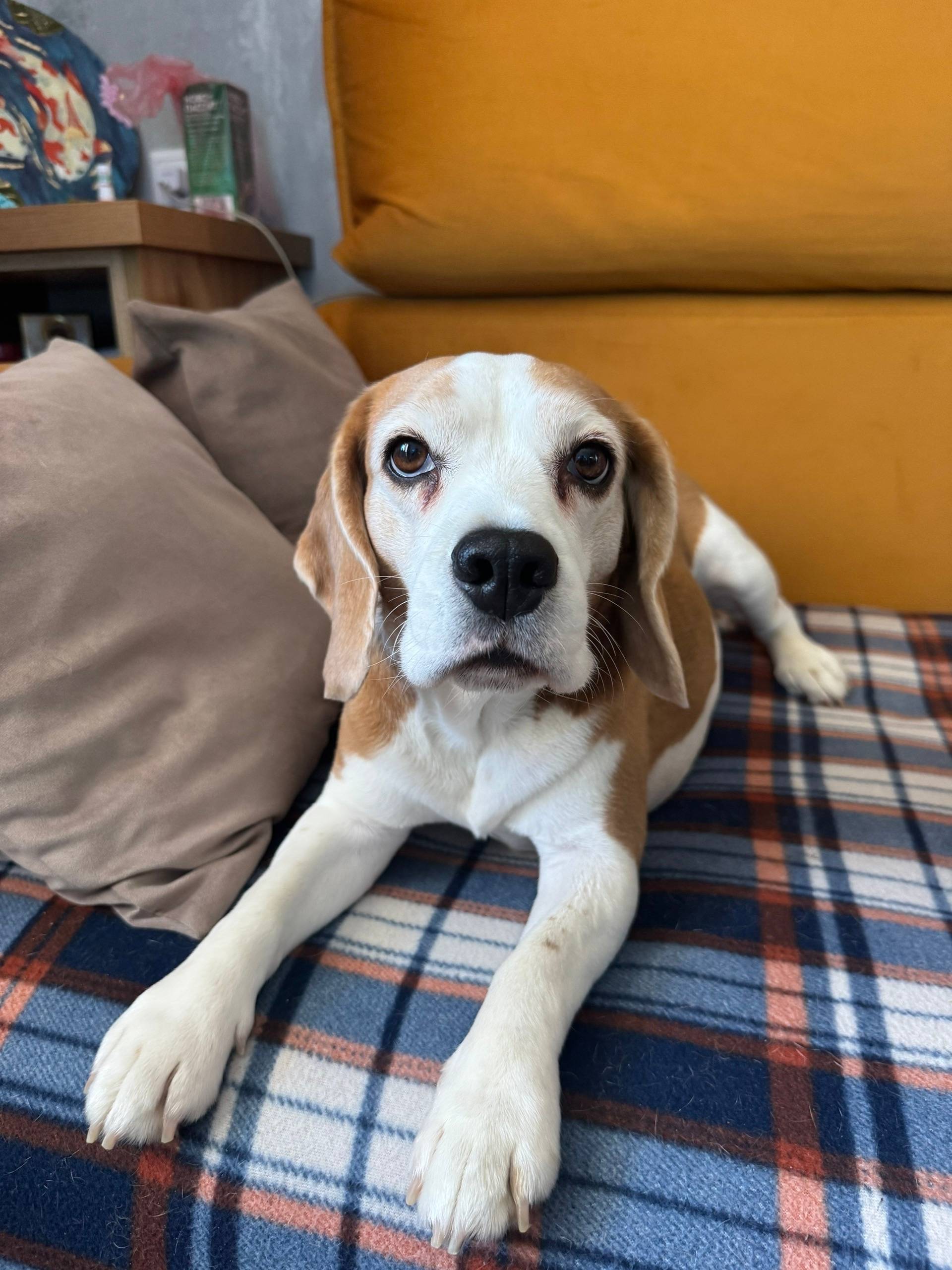 Пропала бигль Лола, Чистый ручей