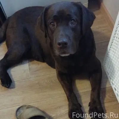 Пропал лабрадор Боб, шоколадного окраса