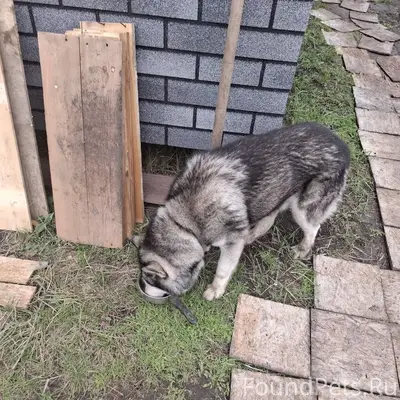 Найден хаски, Советы (схи, Кинель)