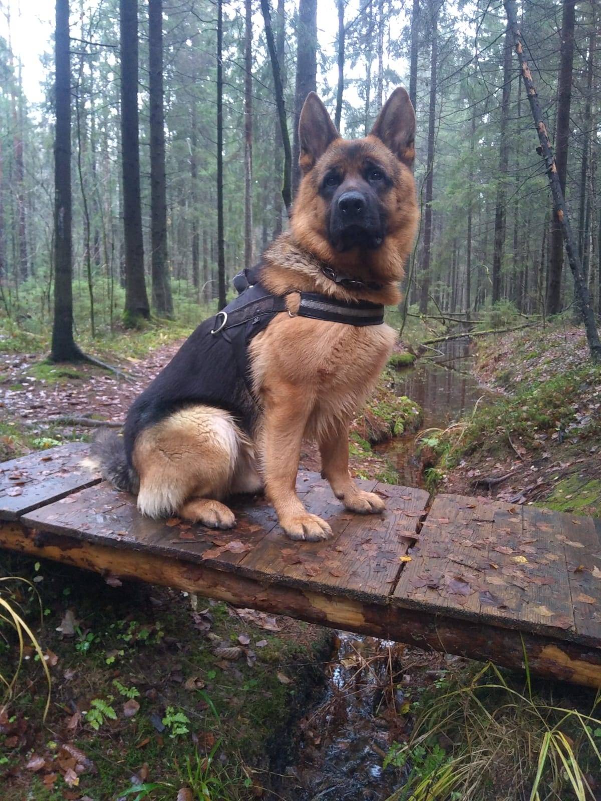 Пропал чепрачный Ник, немецкая овчарка, Плинтовка