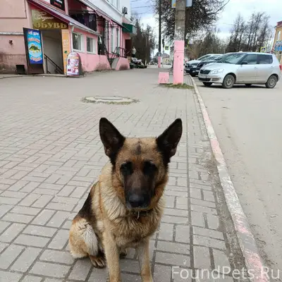 Пропала собака, около автобуса