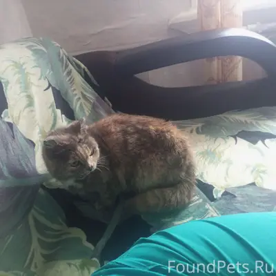 Найдена кошка, Лямино