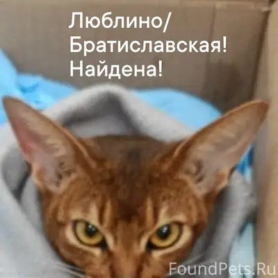 Найдена Абиссинская кошка, Люблино/Братиславская