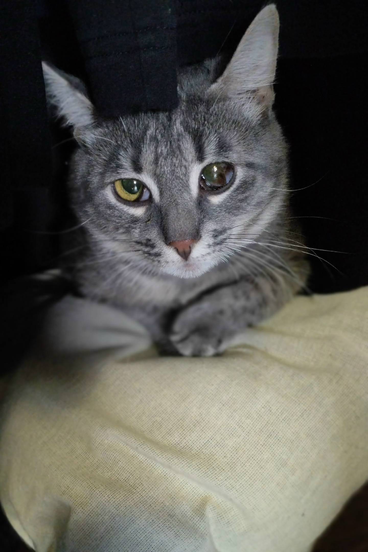 Пропал котёнок, СНТ Отрадненское