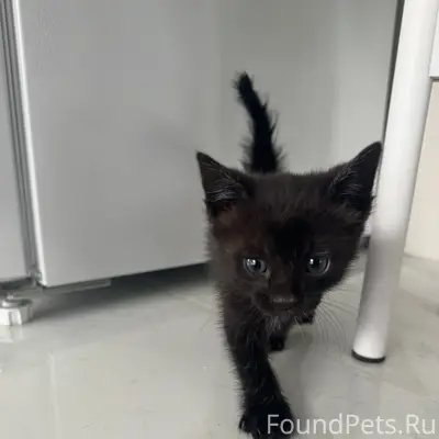 Найден котёнок, деревня Щетинка