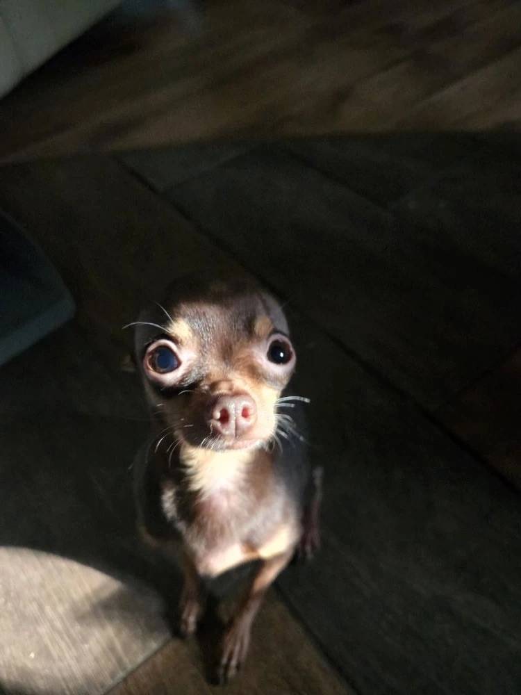 Пропал той-терьер Стич, Восточка