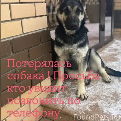 Пропал пёс, вознаграждение