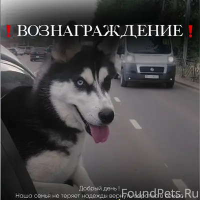 Пропал хаски, Сотниково, Левый берег