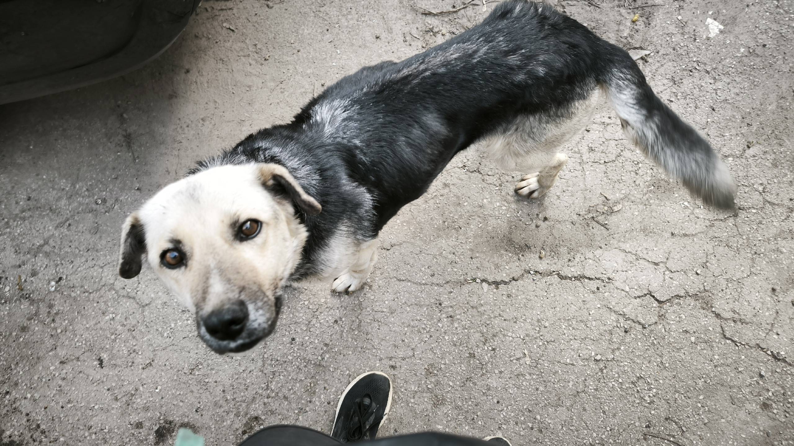 Найден а собака, [место не указано]