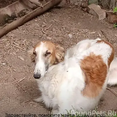 Найден аброшенный пёс, Ставропольский край