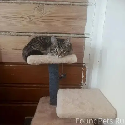 Пропала кошка Мила, Вичуга