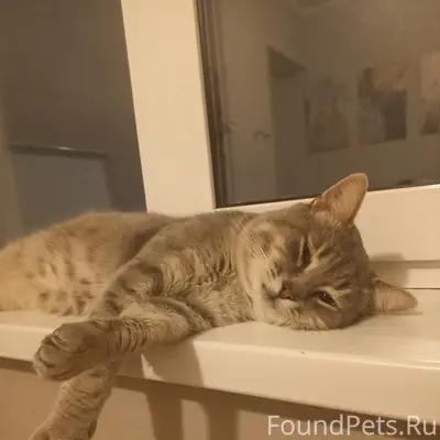 Пропал кот, Союзный переулок