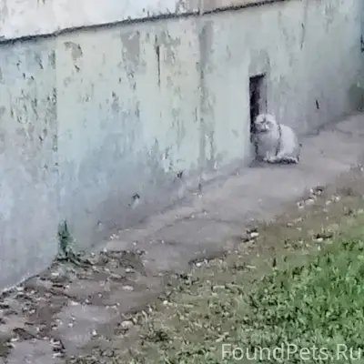 Найдена кошка, похожа на британца, улица Юности