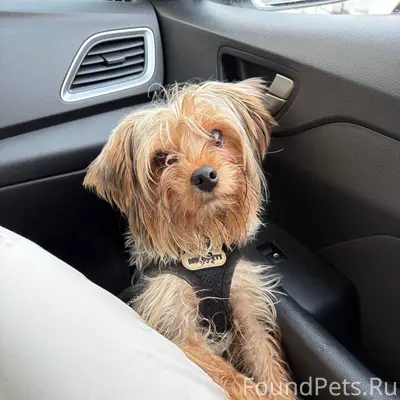 Найден парень, собака ищет своих хозяев