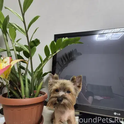 Пропал щенок йорка, Большая Венья и окрестности