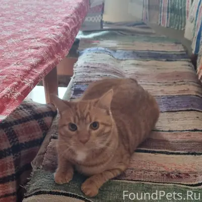 Пропал рыжий кот Тимоша, д. Подосье