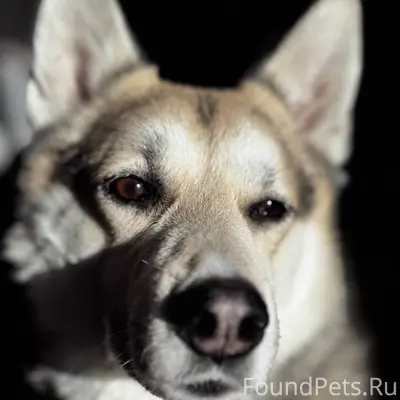 Пропал сибирский хаски Вольф, Уфа