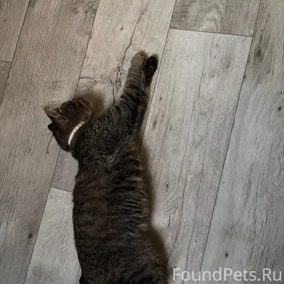 Пропал кот, место пропажи — за 3 км от дома