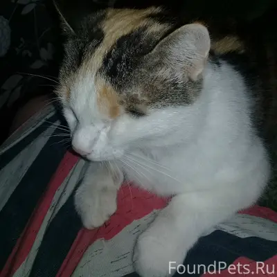 Пропала трехцветная кошка Муся, район Барсукова