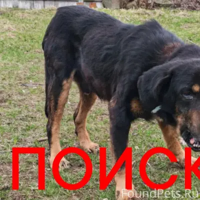 Найден кобель Бэт, Орехово-Зуево