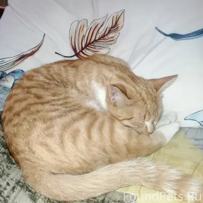 Найдена кошка, площадь Победы