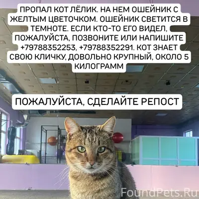 Пропал кот Лёлик