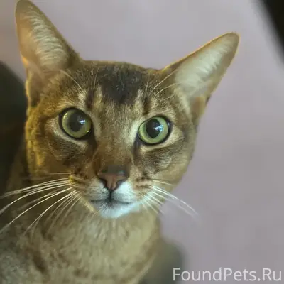 Пропал кот Лайм, Косулино