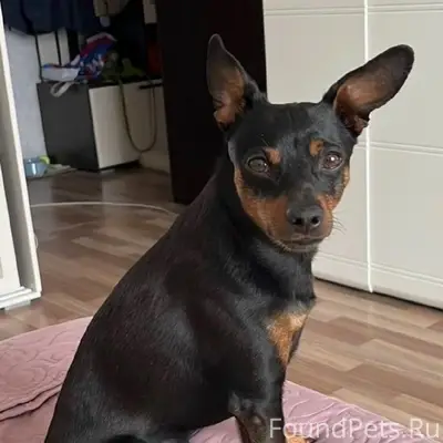 Пропал Бакс, деревня Ольховка или Трояново