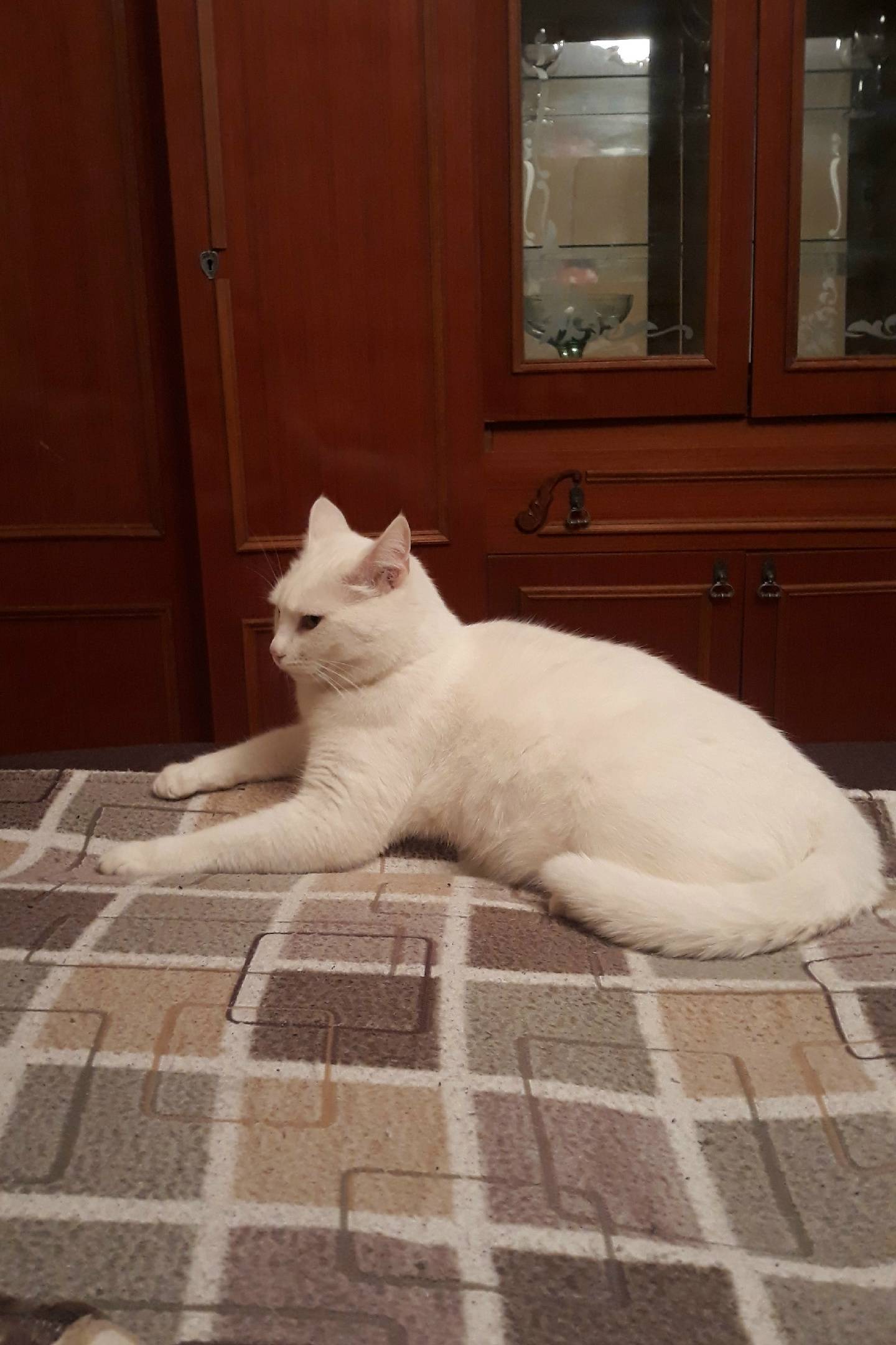 Пропал кот Цезарь, район Карантин