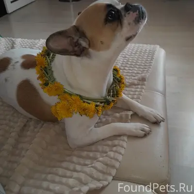 Пропала французский бульдог Юта, Стрелецкое, Болховец