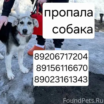 Пропала собака Афина, Заволжск